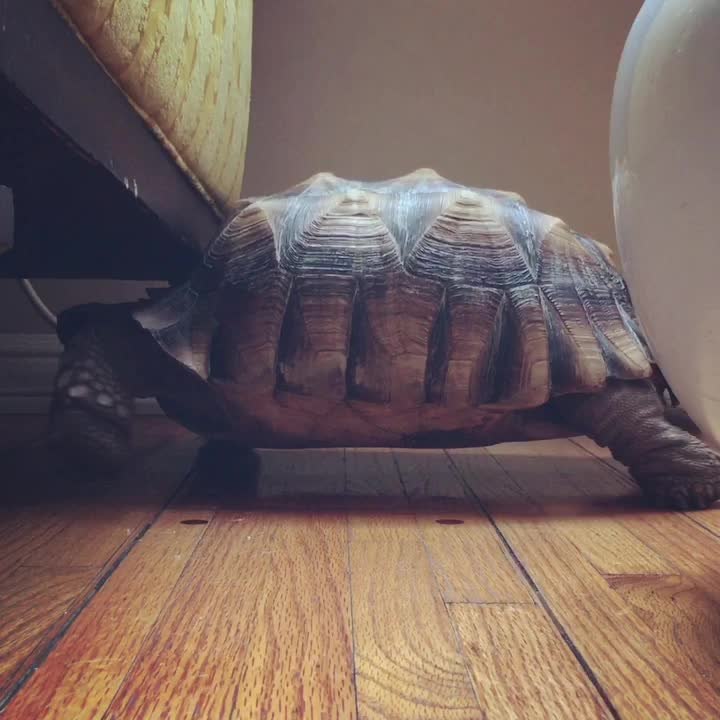 Turtle can't fit under chair, hilariously walks in place