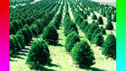 10 Festive Facts For Christmas - QuickTops