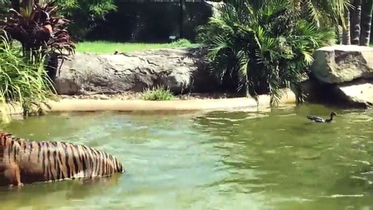 Pato invade área reservada a tigres e goza com tigre
