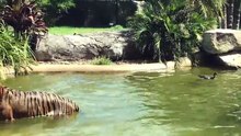 Pato invade área reservada a tigres e goza com tigre