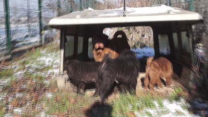 Les Puppies d'Edsel x Roméo et Carlton un jour de neige profite d'un rayon de soleil