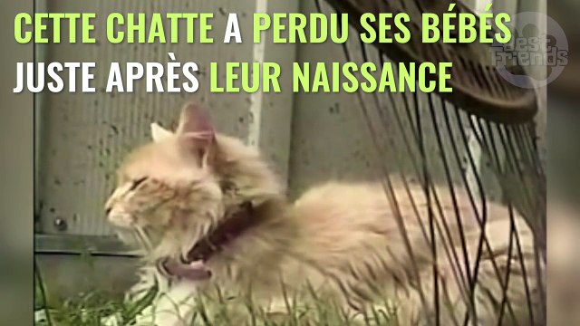 Une chatte adopte une portée de chiots rejetés par leur mère