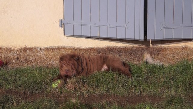 Maple Syrup du Bois de l'Altaïr - 3 mois - A vendre - For Sale