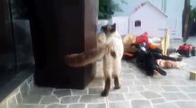 Um video de gato - Mendigo