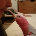Parrot gives kisses on command, says 