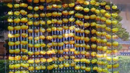 11월 안동 안동하회마을로 떠나는 가을 여행