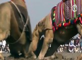 Camels Fight in Rahim Yar khan, Pakistan