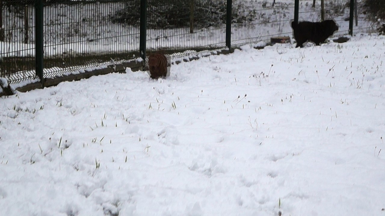 My Love du Bois de l'Altaïr jour de neige - 3 mois