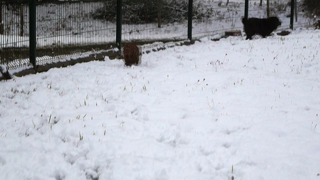 My Love du Bois de l'Altaïr jour de neige - 3 mois