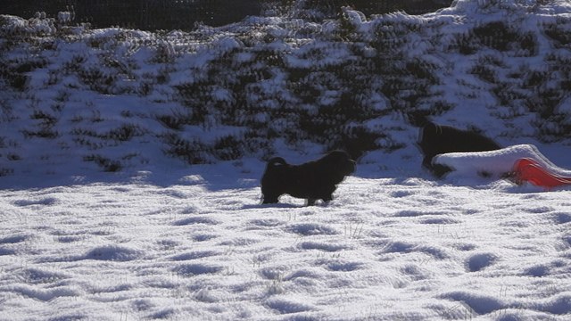 Mozart Black du Bois de l'Altaïr jour de neige 17/01 - 3 mois