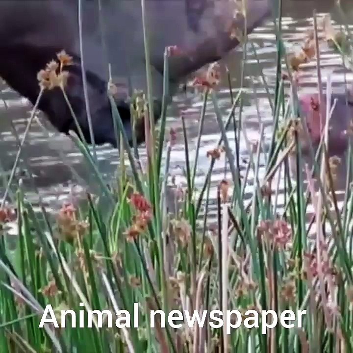 Rinoceronte vs elefante