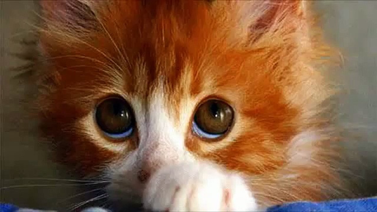 Милые кошки чувствуют себя виноватыми Смешные виноватые кошки сборник
