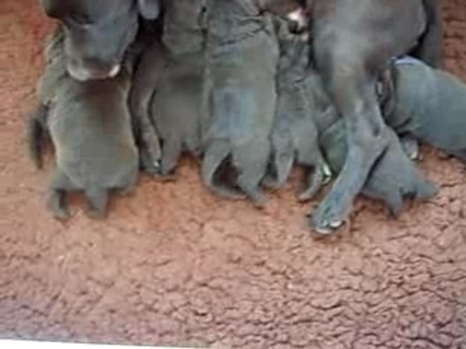 Labradors de 13 jours à la tétée