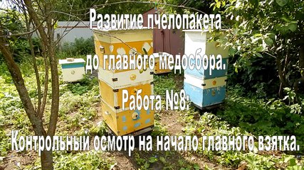 The development of bee packages. Work №8: Control examination at the beginning of the main bribe.