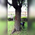 Ce chien court après un écureuil. Mais ce que fait est dernier est incroyable !