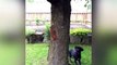 Ce chien court après un écureuil. Mais ce que fait est dernier est incroyable !