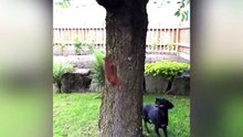 Ce chien court après un écureuil. Mais ce que fait est dernier est incroyable !