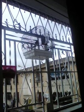 Magnifique Chant du Chardonneret donnez nous vos avis de : ‎Islem Klay‎