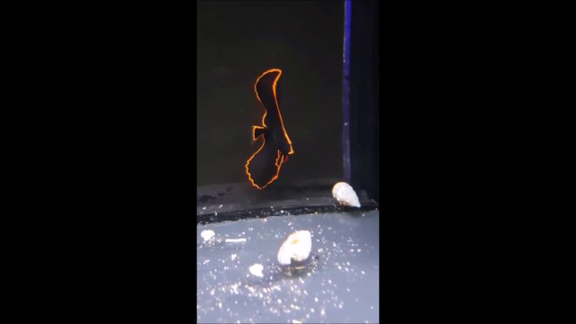 Ce magnifique poisson va vous hypnotiser... Quelle beauté