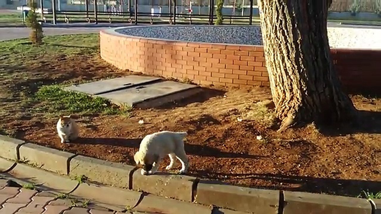 yavru köpek ve kedi oynuyor