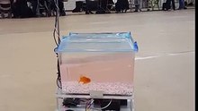 Ce poisson qui pilote son aquarium motorisé !
