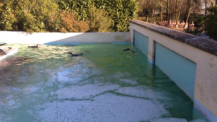 Les animaux sont choyés au zoo de Jurques