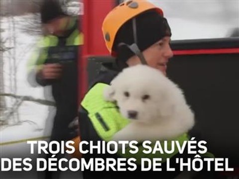 Avalanche en Italie : 3 chiots retrouvés vivants