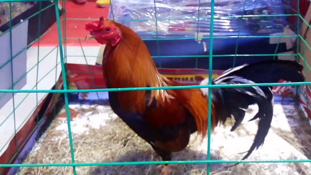 2017 International Gamefowl Festival day3 part3