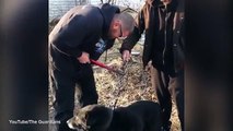 Enchaîné pendant 15 ans, ce chien est enfin libéré