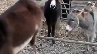 The Last Donkey Thinks It's So Clever