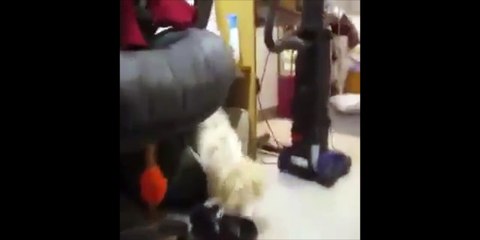 Un chien prit en flagrant délit de bêtises !