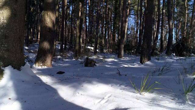 L'Arrivée de la Neige La vallée de Munster sous un Angle Nouveau