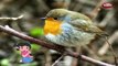 Рифмы Робин рифма | птиц для детей стишки | детские для самые популярные детские стишки | БГ