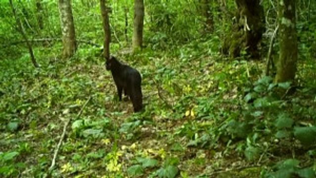 Küre Dağları'nda Siyah Renkli Yaban Kedisi Görüntülendi