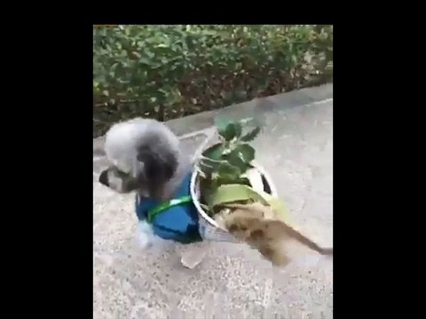 Un chien déguisé marche sur ses deux pattes arrière !