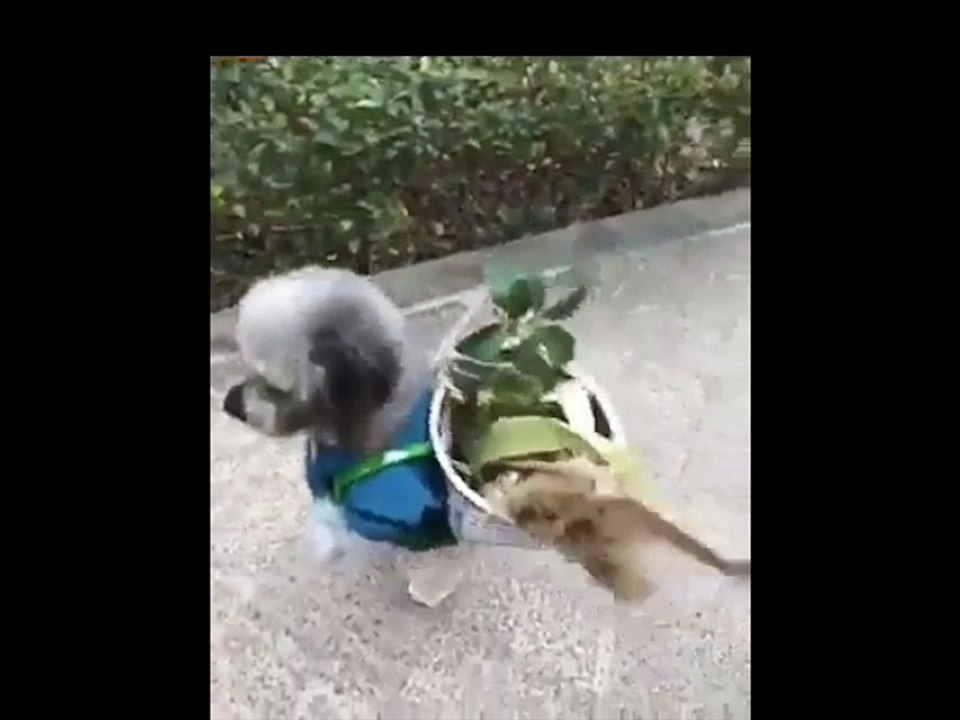 Un chien déguisé marche sur ses deux pattes arrière !