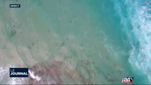 Biologie Marine: 150 requins observés au large de Hadera