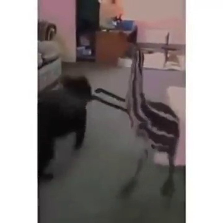 Cheguei Chegando trá lá lá contente contv