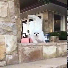 cachorrinho-muito-fofenho-caindo-da-escada