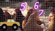 Monster Trucks Teaching Children Animals and Crushing Cars - Chicken