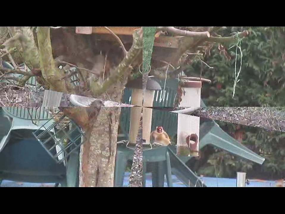 Oiseaux janvier 2017