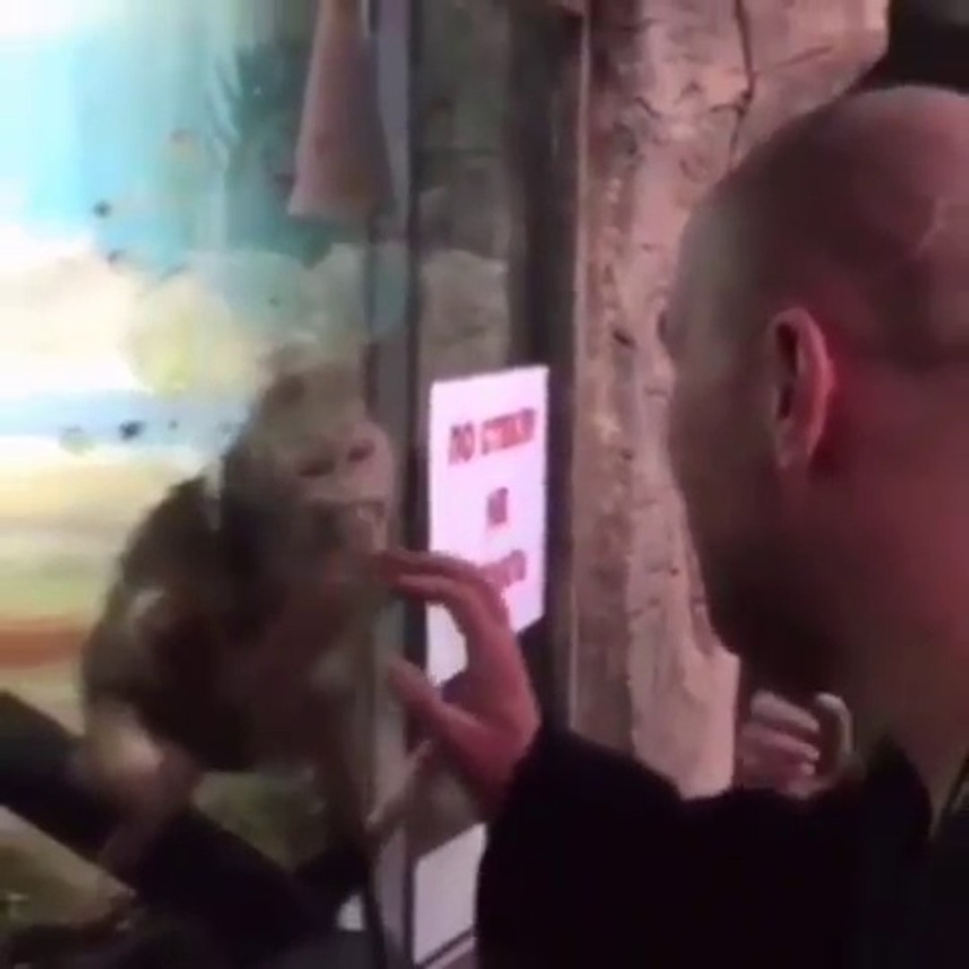 Macaco batendo punheta