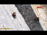 Baraj Duvarında ki Tuzu Yalamak İçin Düz Duvara Tırmanan Örümcek Adamdan Hallice Keçiler