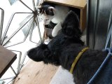 Gatos Engraçados - Lisa e Sofia (Socialização entre um Gato e um Cachorro)