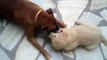 Golden Retriever 2 Months Old playing with Boxer