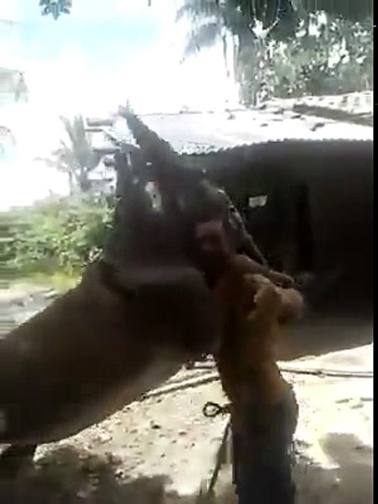 EU E O CAVALO