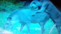 Chi l'avrebbe mai detto che il tapiro era...pericoloso :)