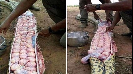 العثور على كمية كبيرة من البيض داخل ” أفعى ” ضخمة في نيجيريا