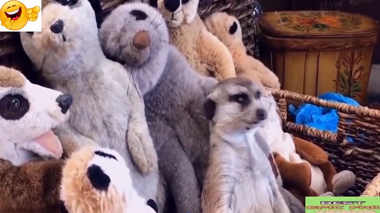 Самые смешные приколы с животными октябрь 2016 / The most funny jokes with animals October 2016