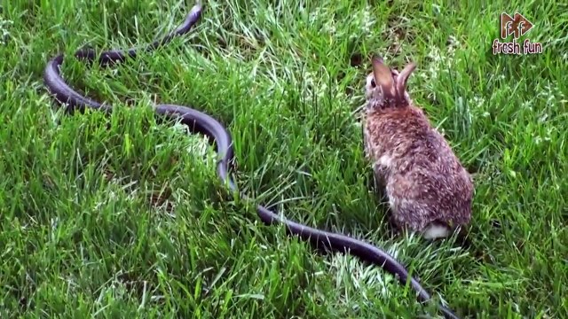 Подборка Лучших Приколов COUB За Неделю | Best Coub on This Week